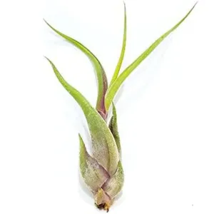 Caput Medusae Air Plant (Small)