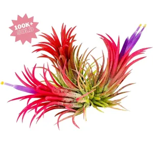 Ionantha Fuego Air Plant