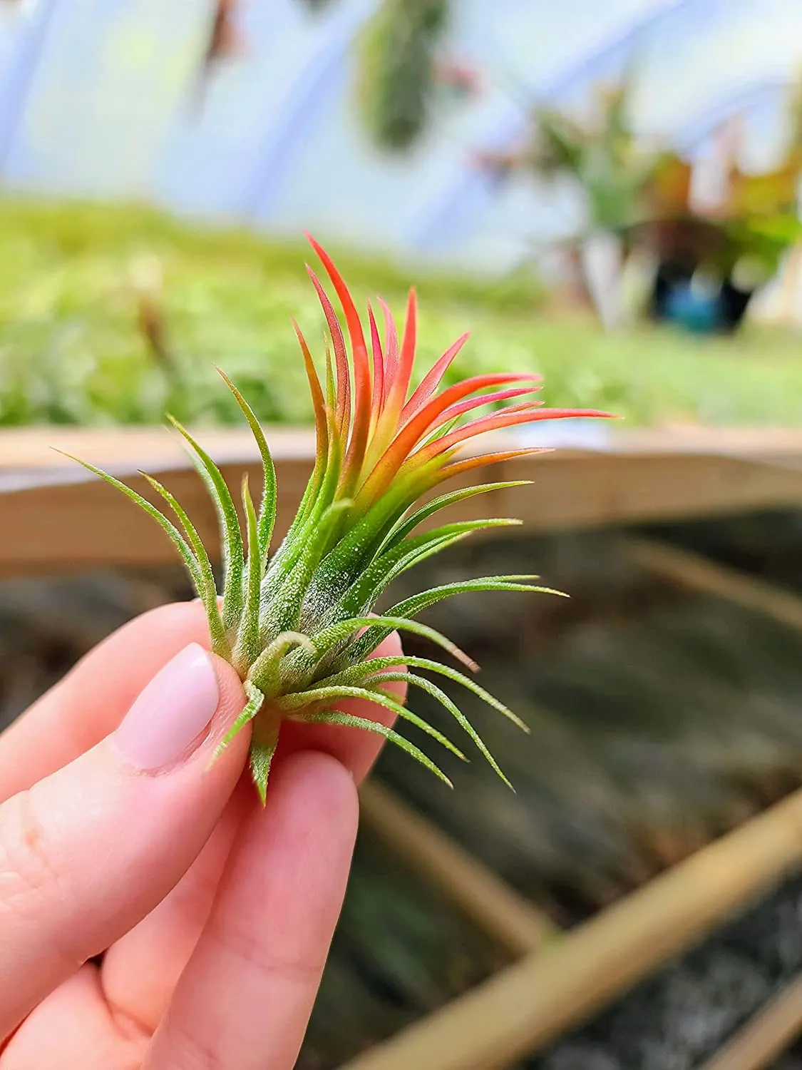 Ionantha Fuego Air Plant