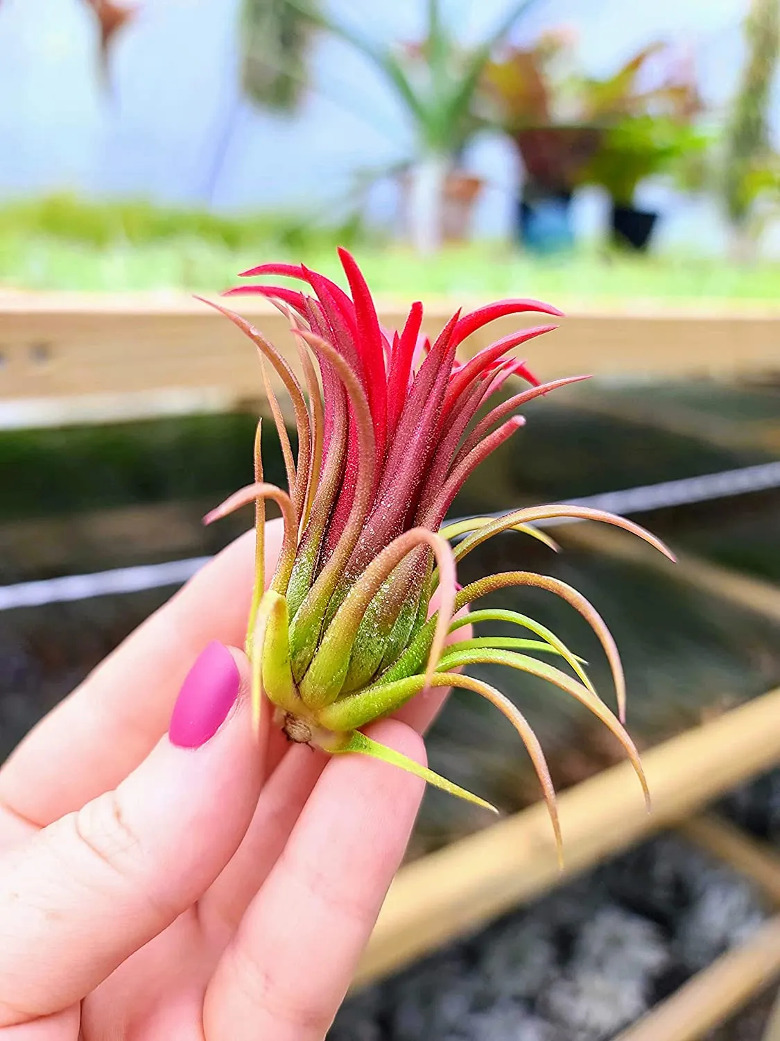 Ionantha Fuego Air Plant