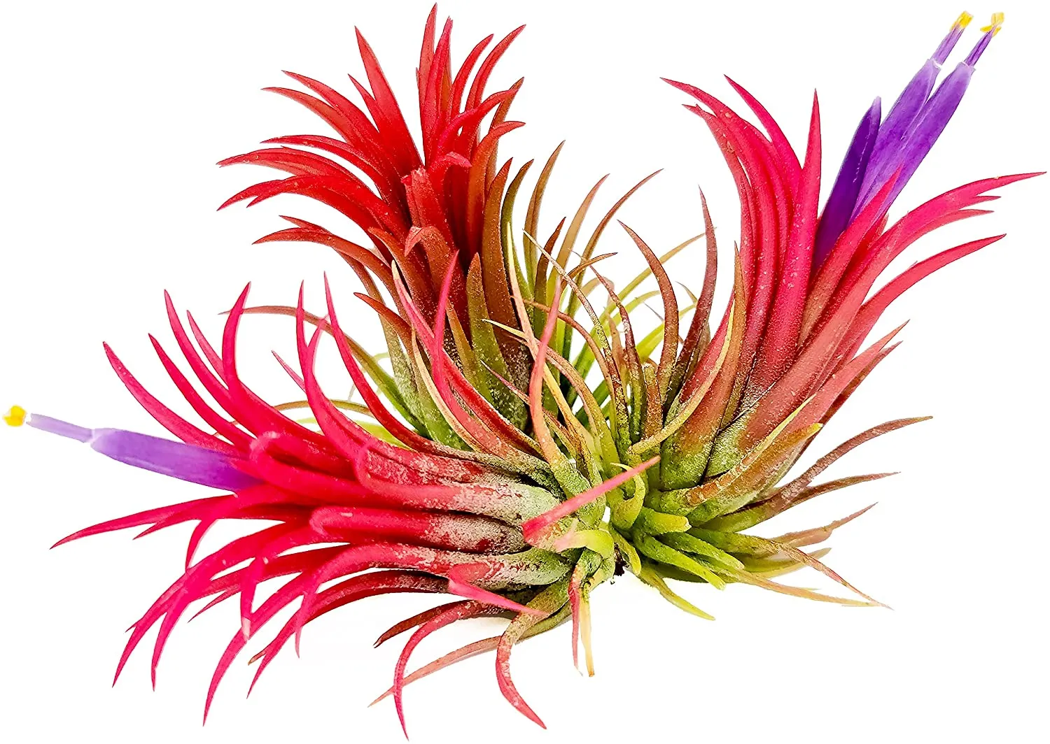 Ionantha Fuego Air Plant