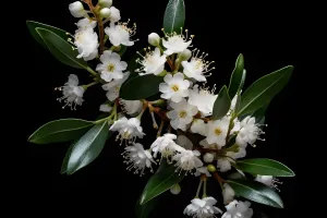 Organic Tea Tree Essential Oil