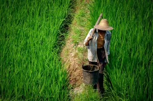 Strength of the Land: Portrait of a Chinese Farmer